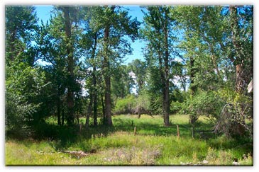 Forested area near The Fenton House featuring a small creek flowing through the historic property.